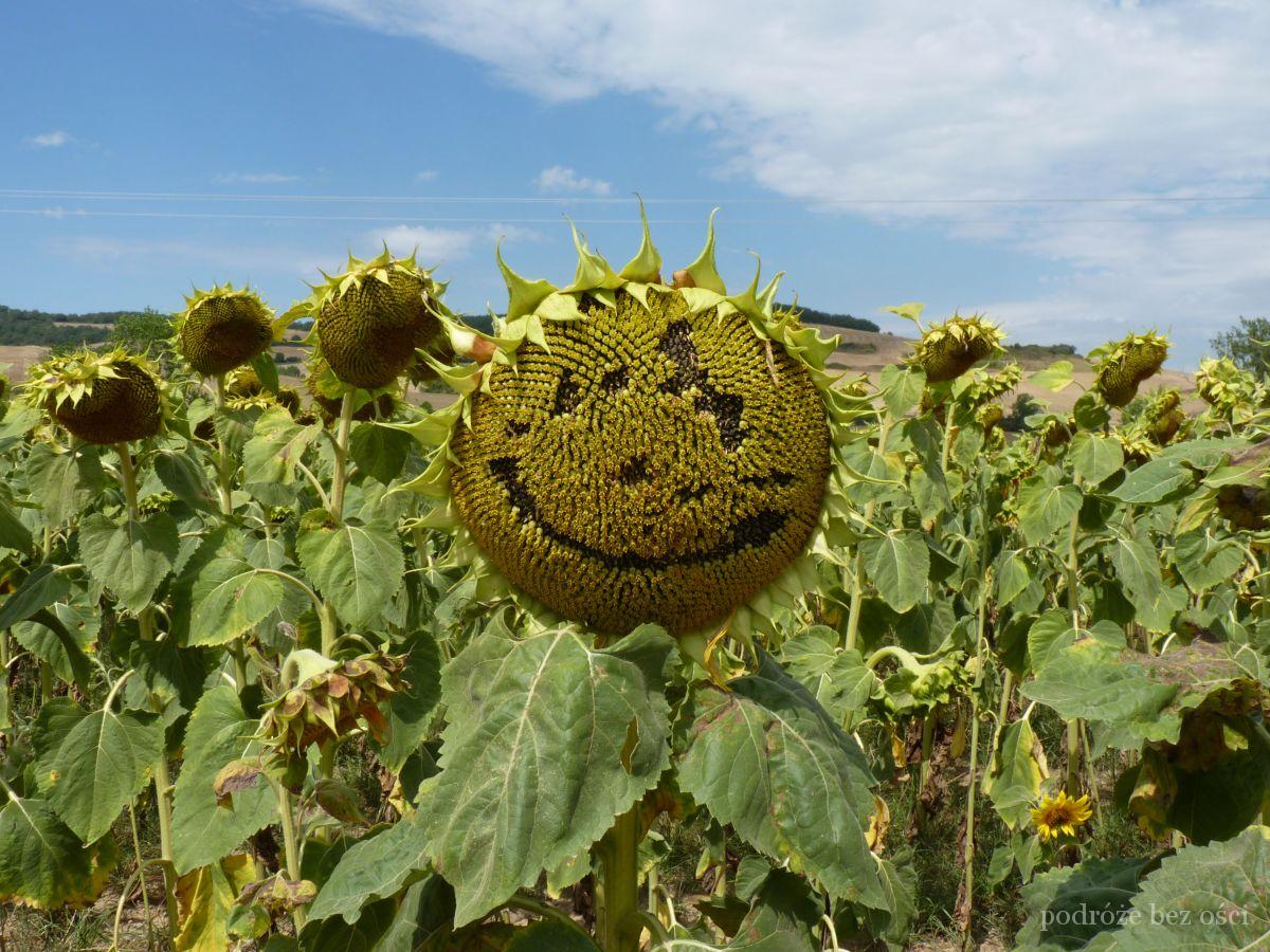 Uśmiechnięty słonecznik
