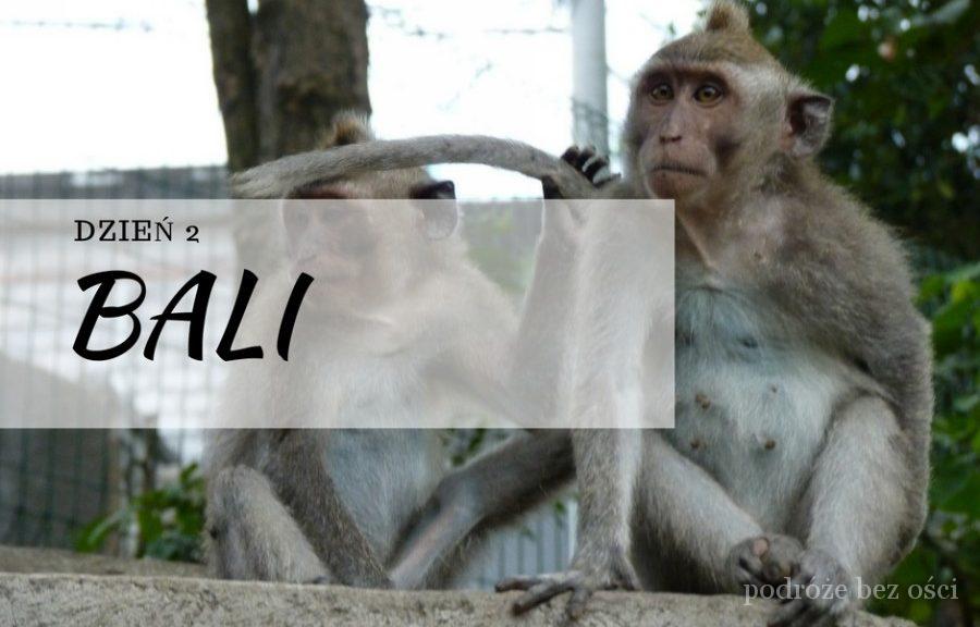 ubud monkey forest bali malpi las indonezja relacja atrakcje
