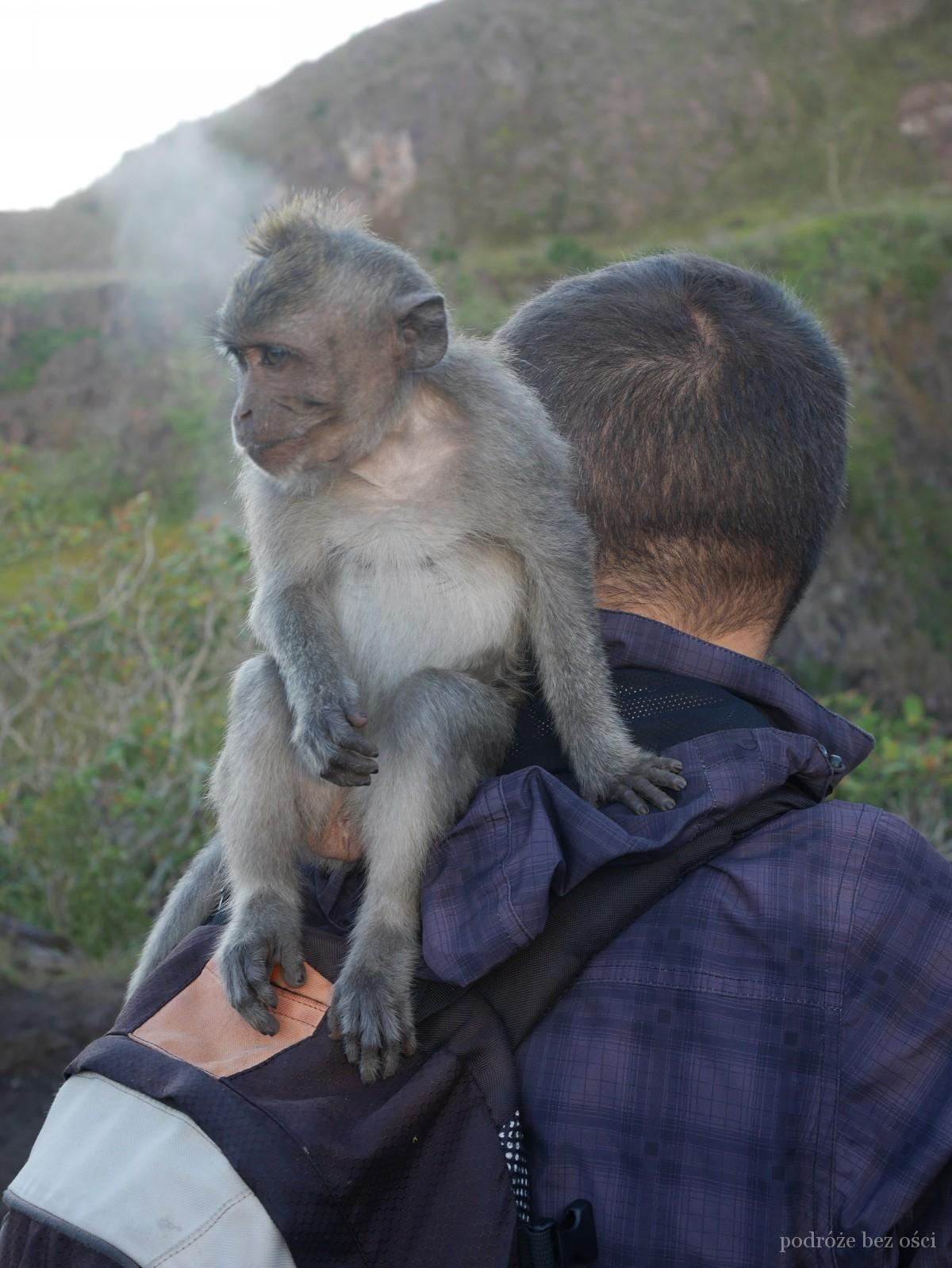 Sesja zdjęciowa z makakiem