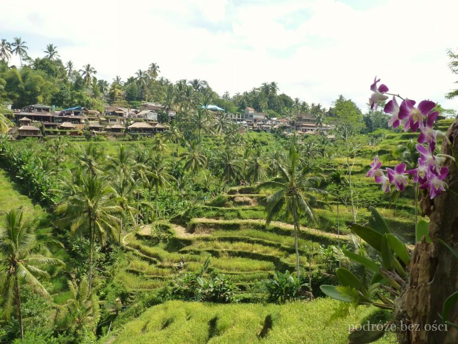Tarasy ryżowe Tegallalang, Bali