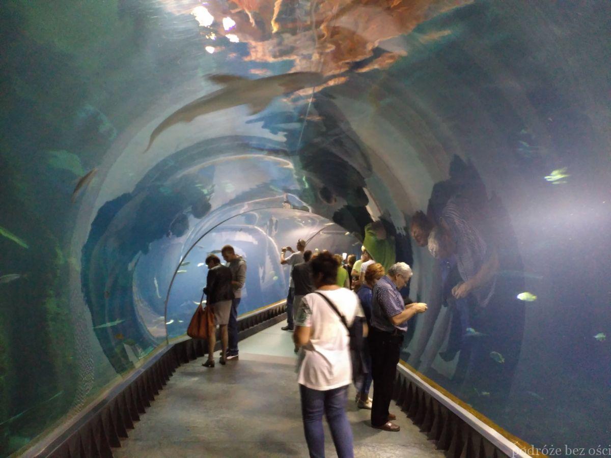 Tunel pod akwarium z rekinami, Afrykarium, Wrocław