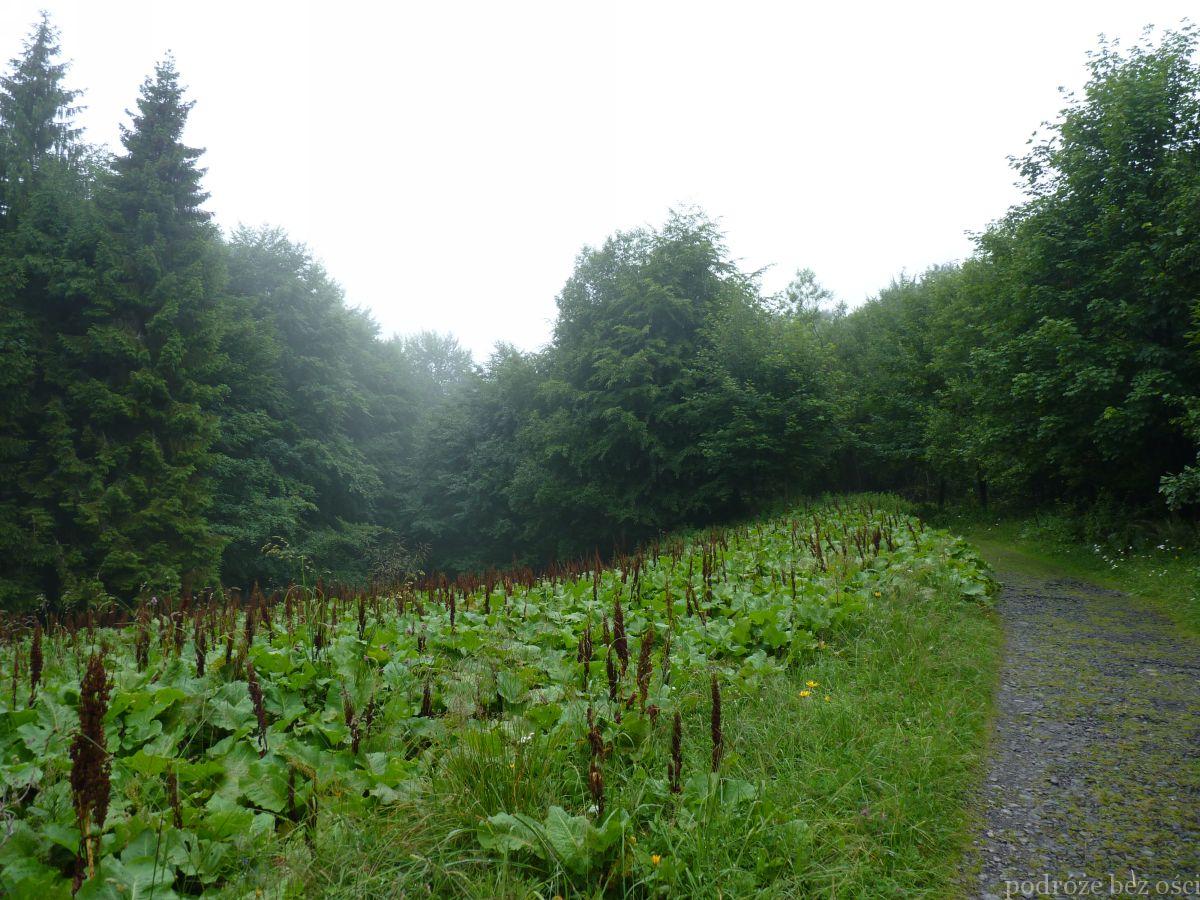 Asfaltowa droga do Przełęczy Bukowskiej, Bieszczady