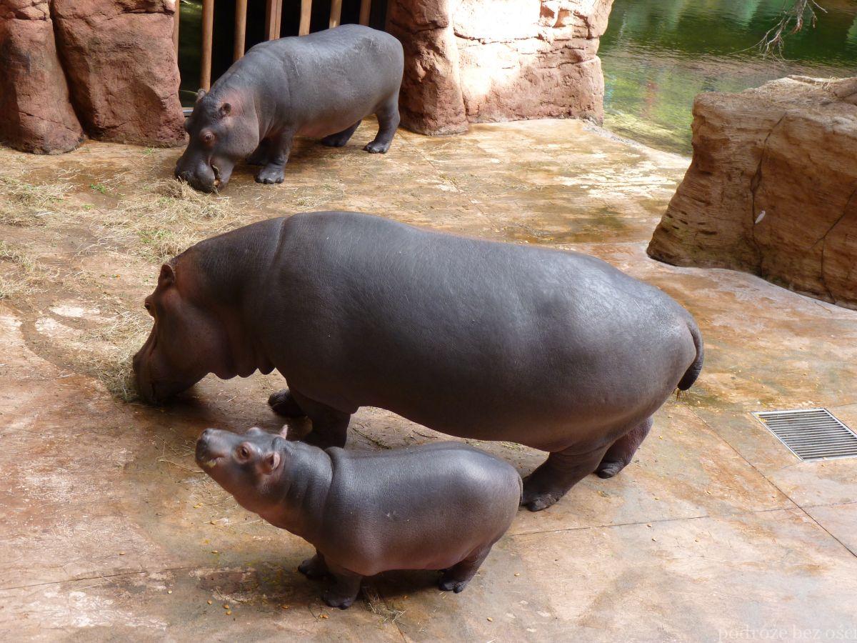 Rodzina hipopotamów w Afrykarium, Wrocław