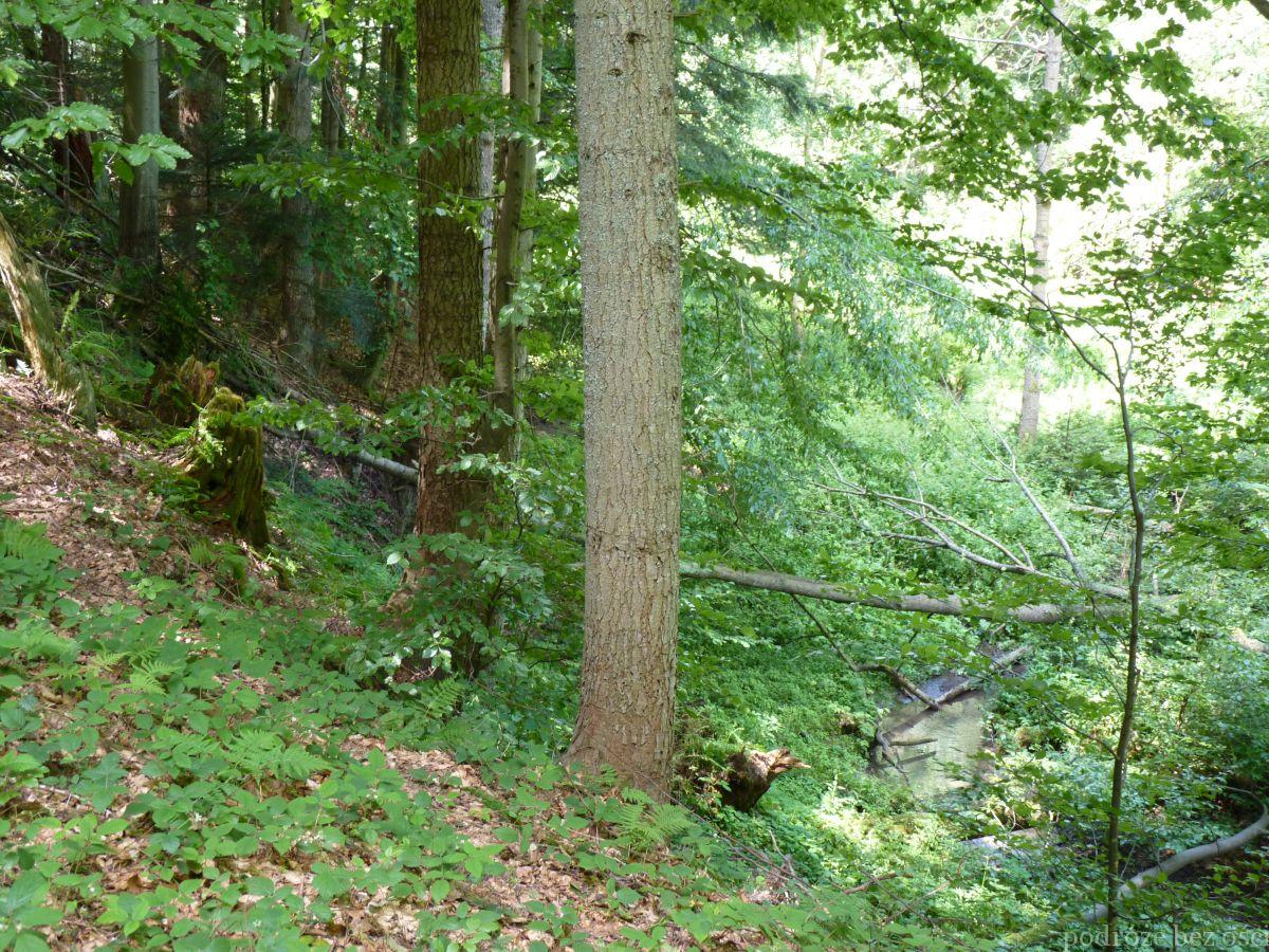 Wąwóz w lesie, Beskid Niski