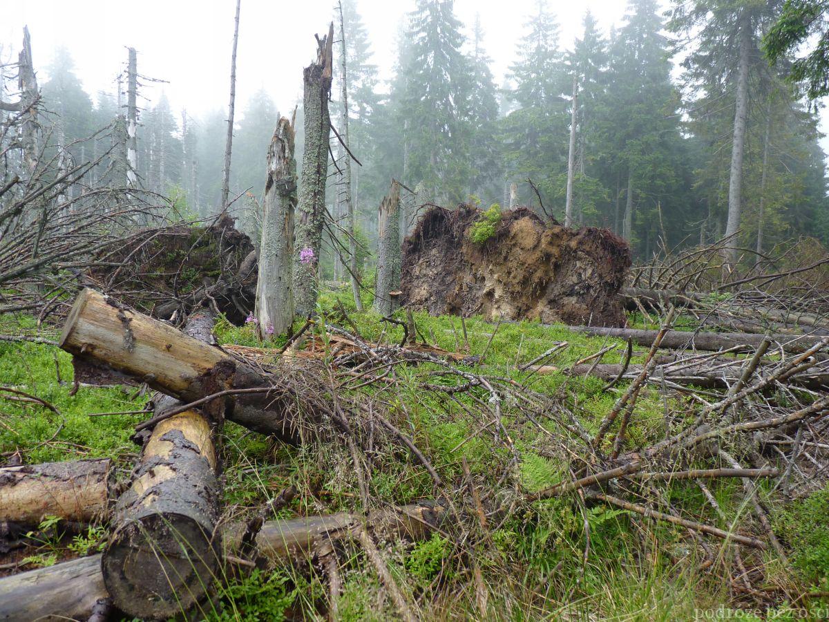 Zniszczony las w Gorczańskim Parku Narodowym