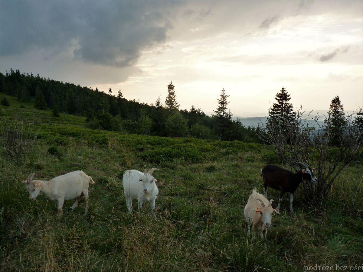 Kozy na Przełęczy Kucałowej