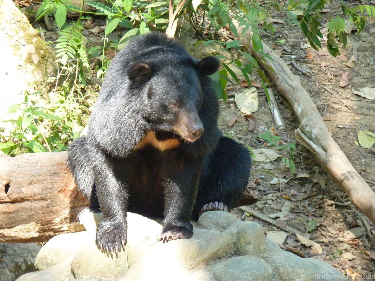 Kuang Si bear Laos 