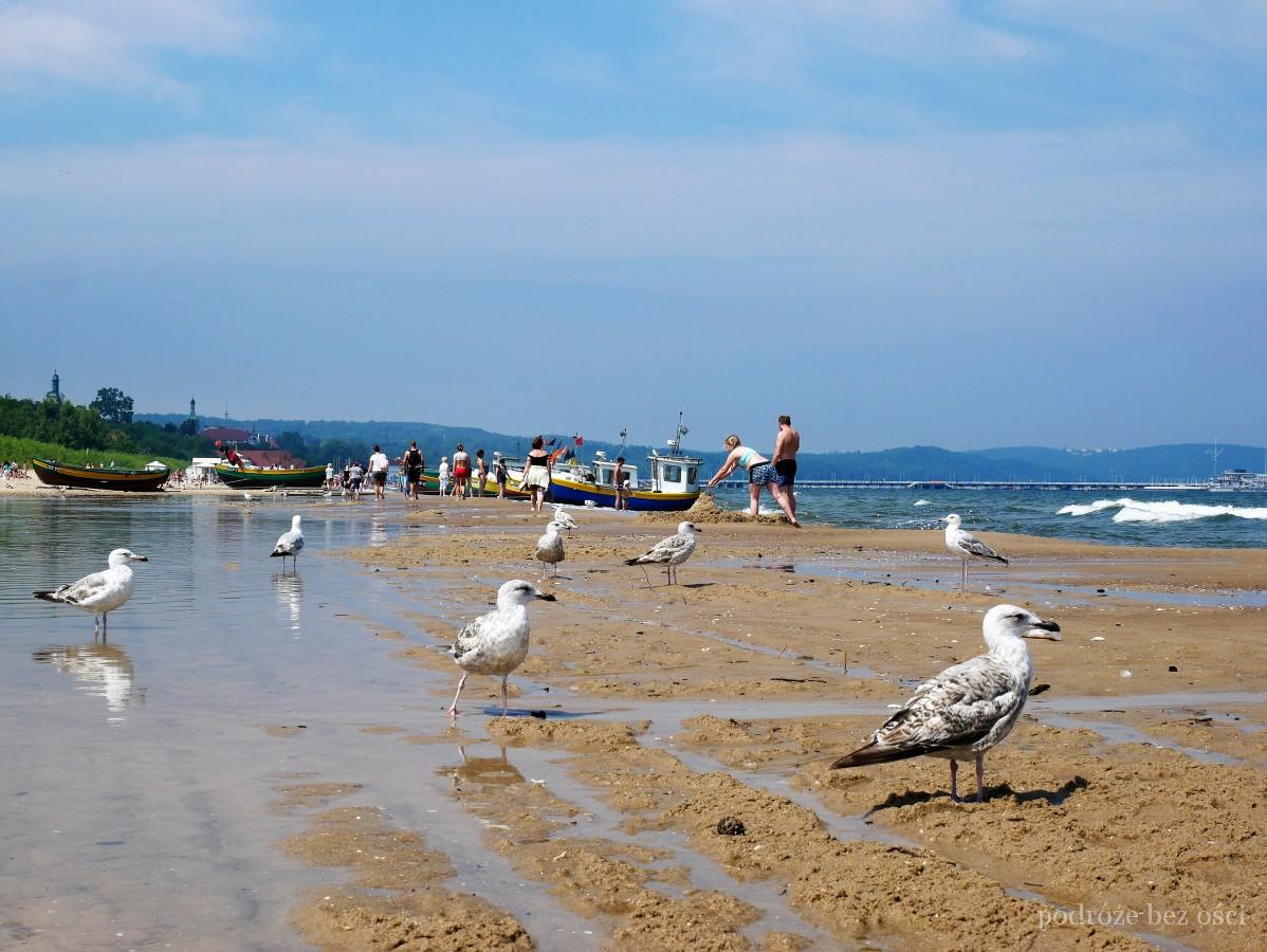 Sopot Plaża i mewy w Sopocie