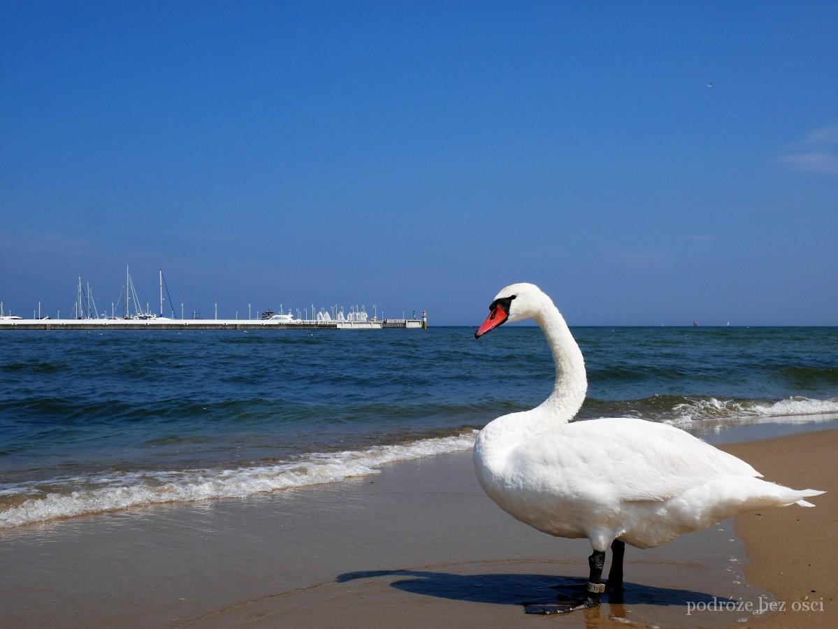 Sopot Łabędź i Molo w Sopocie