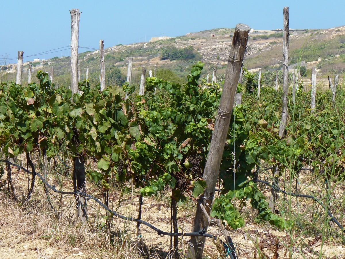 winogrona, grapes, wyspa gozo, malta island (2) Għawdex