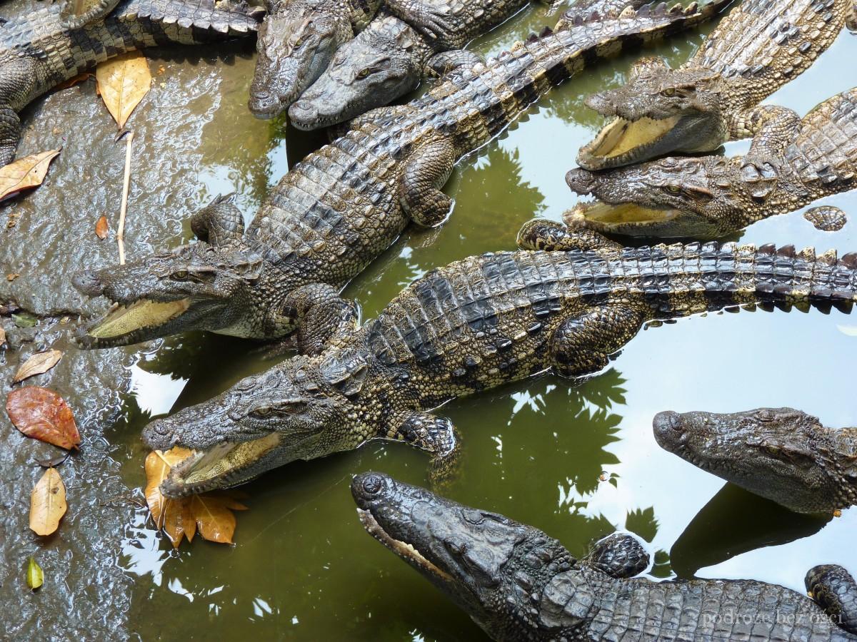 Krokodyle, delta Mekongu, Wietnam