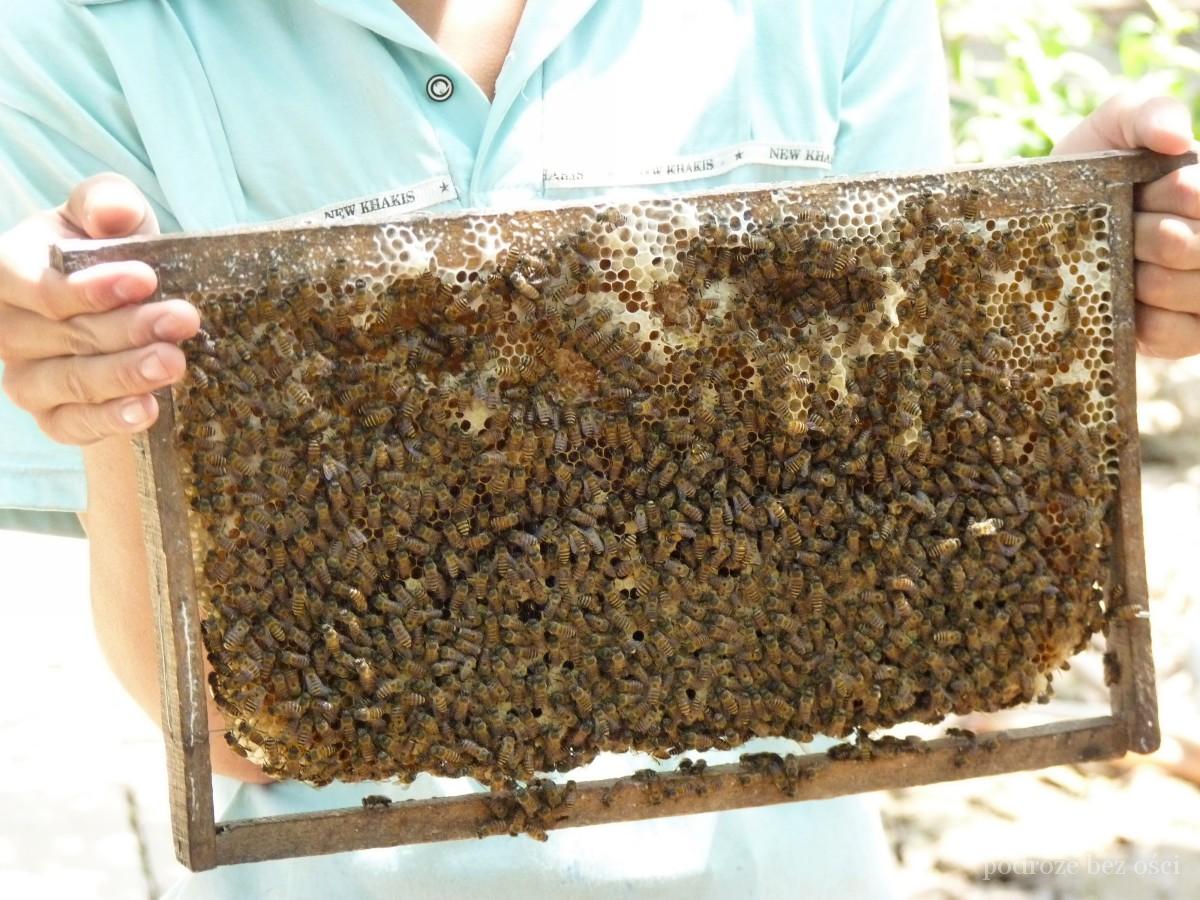 Ramka z pszczołami, wycieczka do delty Mekongu, Wietnam