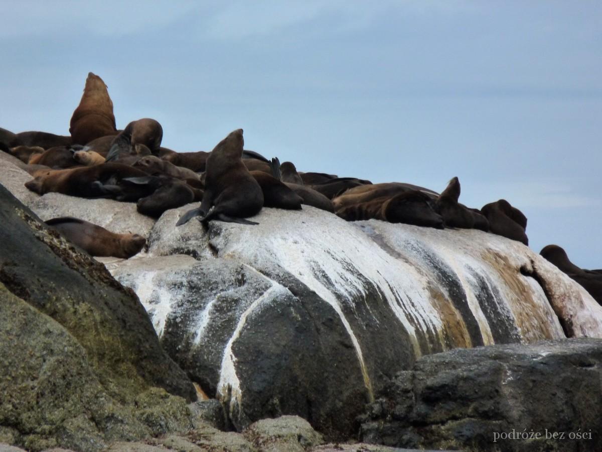 foki na wyspie duiker Island wyspa fok kapsztad cape town atrakcje co warto zobaczyc i zwiedzic w kapsztadzie republika poludniowej afryki