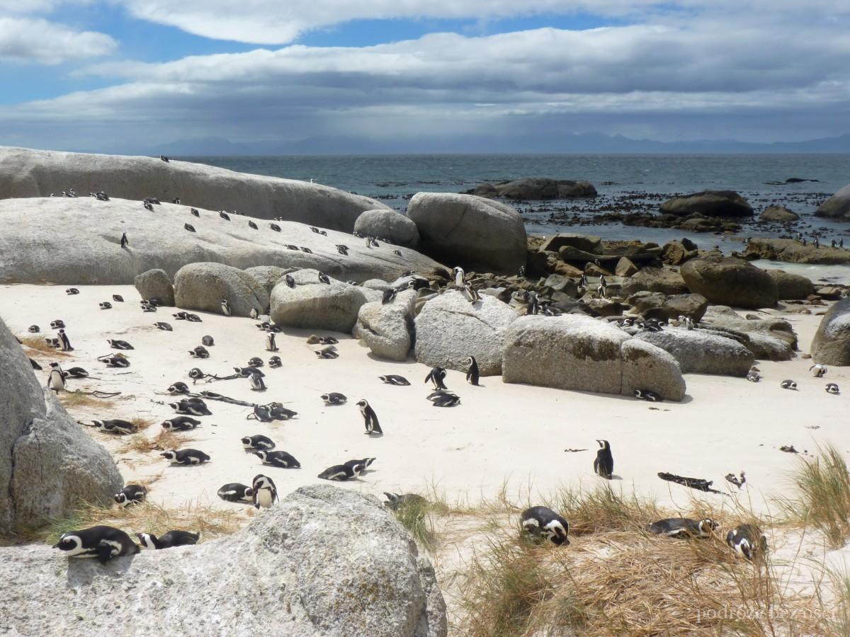 pingwiny na plazy boulders beach kapsztad cape town atrakcje co warto zobaczyc i zwiedzic w kapsztadzie republika poludniowej afryki