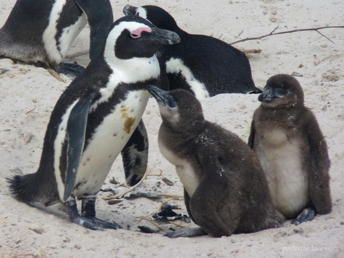 pingwiny na plazy boulders beach kapsztad cape town atrakcje co warto zobaczyc i zwiedzic w kapsztadzie republika poludniowej afryki