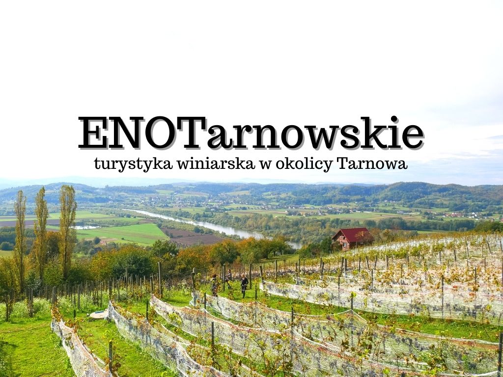 Turystyka winiarska, czyli enoturystyka w Polsce. ENOTarnowskie to turystyka winna w okolicy Tarnowa. Zwiedzanie winnic, degustacja wina.