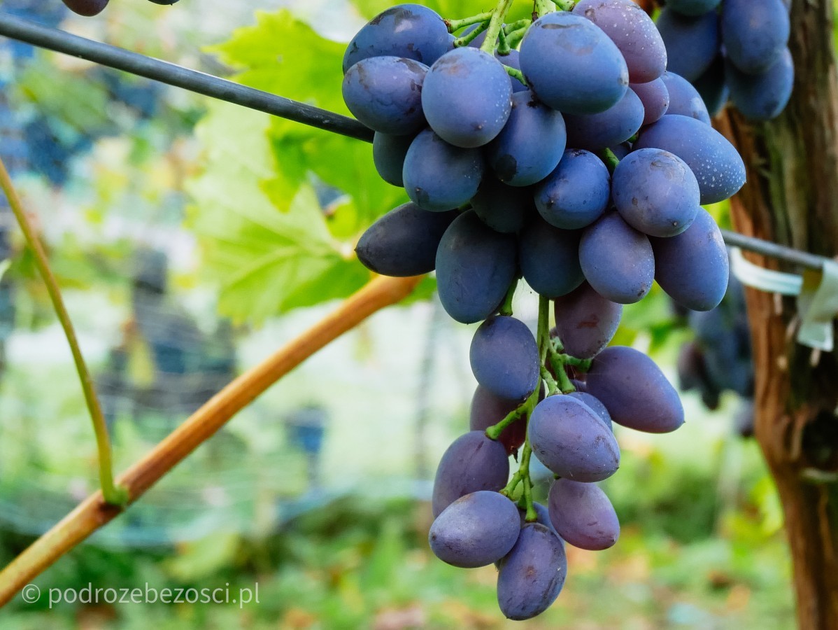 winorosla winogrona turystyka winiarska enoturystyka w polsce