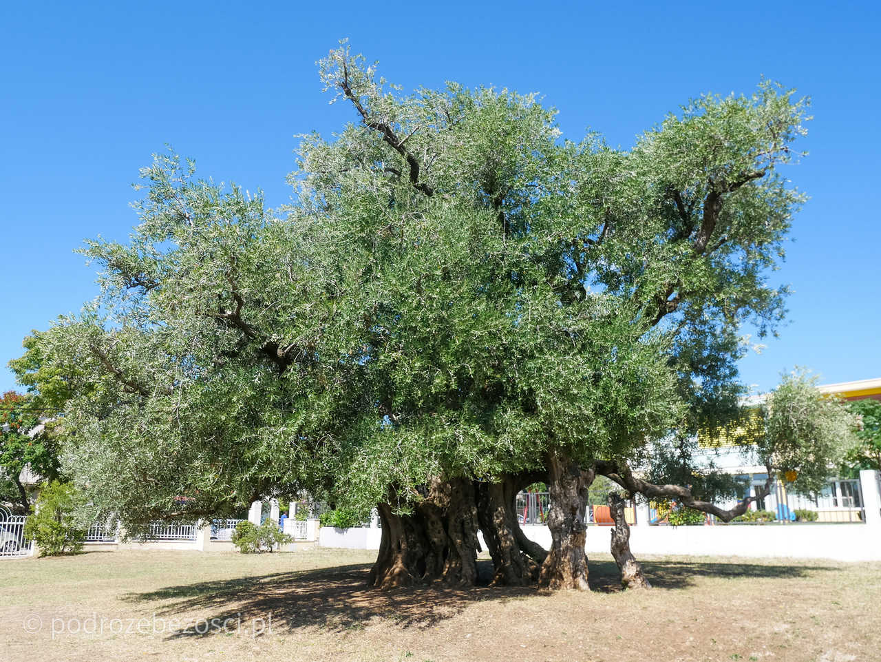 kastel stafilic drzewo oliwne kastela atrakcje plaze co warto zwiedzic zobaczyc w kaszteli chorwacja croatia