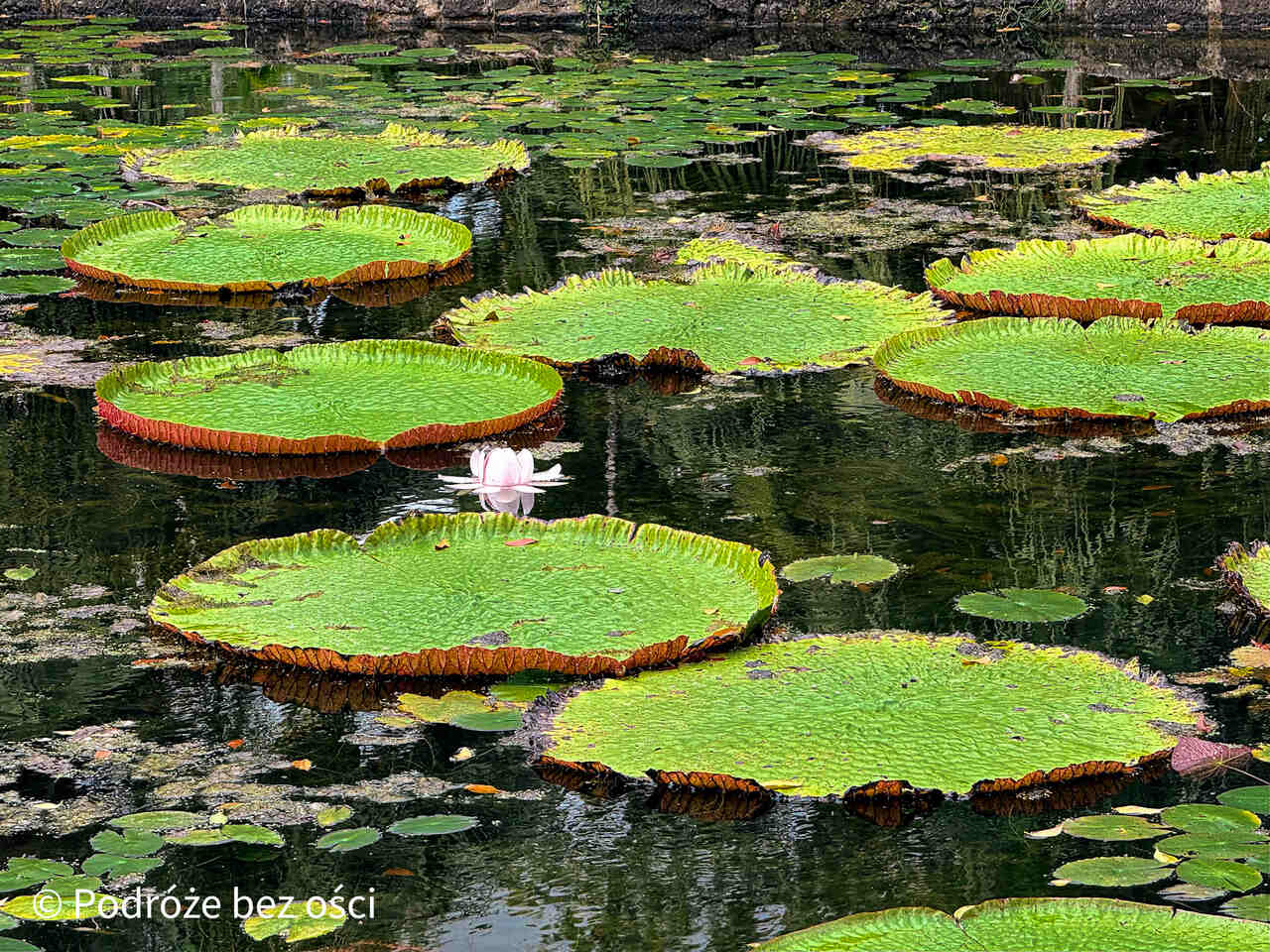 pamplemousses mauritius atrakcje co warto zobaczyc zwiedzic na mauritiusie przewodnik plaze wakacje